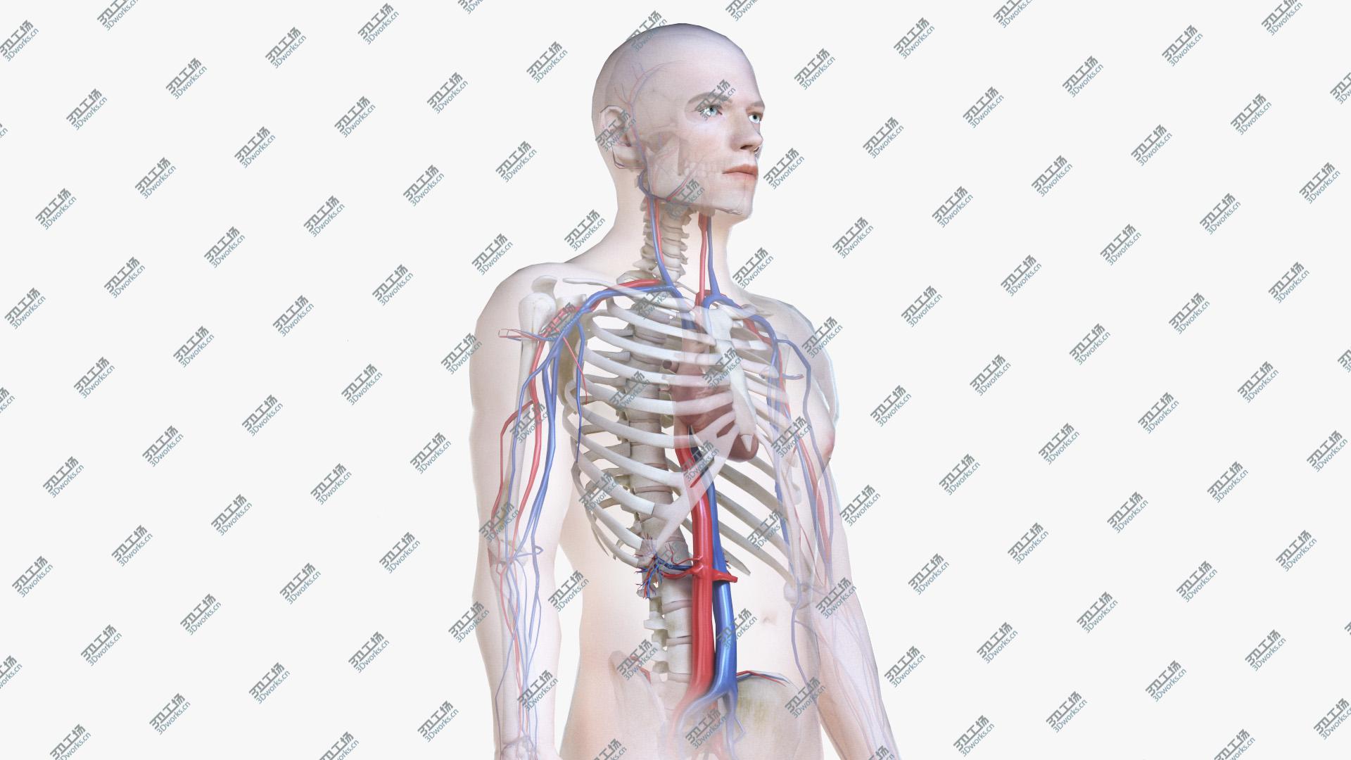 images/goods_img/20210313/3D Male Body, Skeleton and Vascular System (Low Poly)/2.jpg